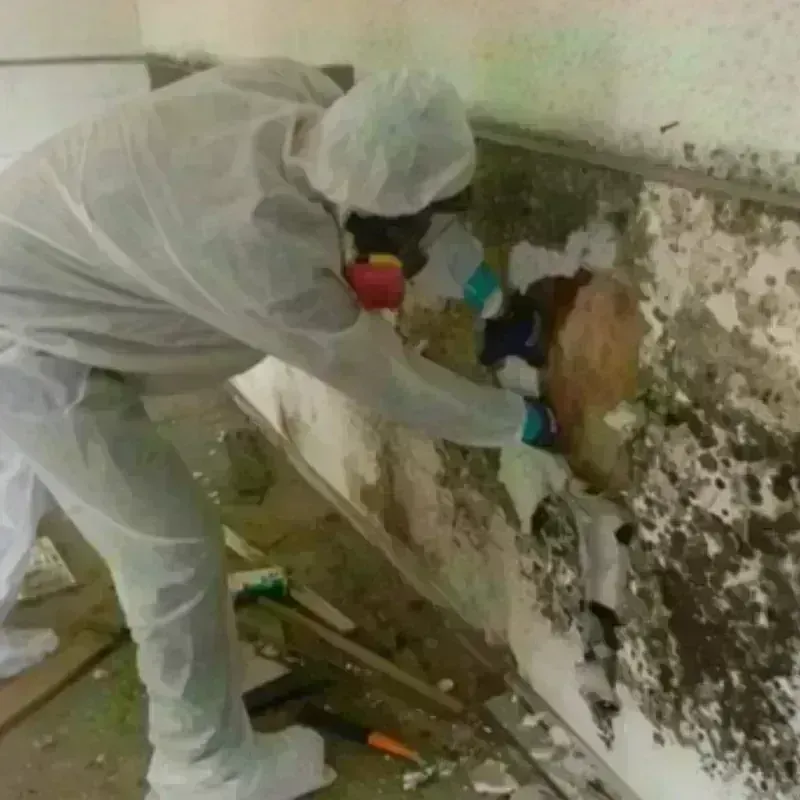 Mold Remediation and Removal in Carrollton, IL